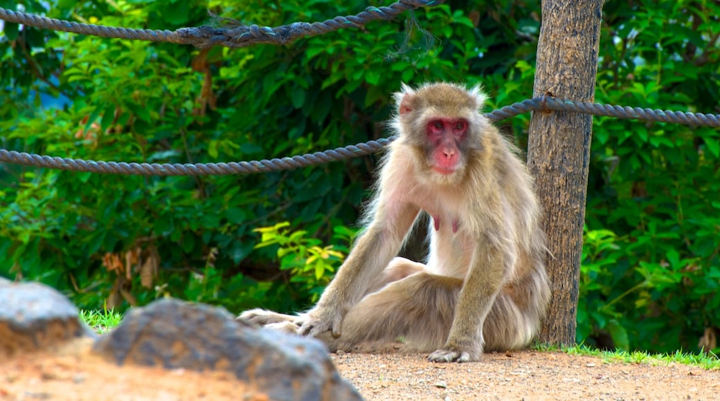 Parque de los monos de Arashiyama ofreciendo animales del zoológico y animales