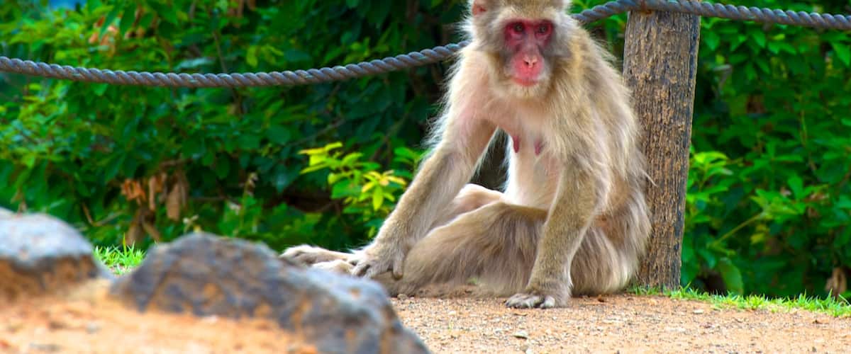 Arashiyama Monkey Park showing zoo animals and animals