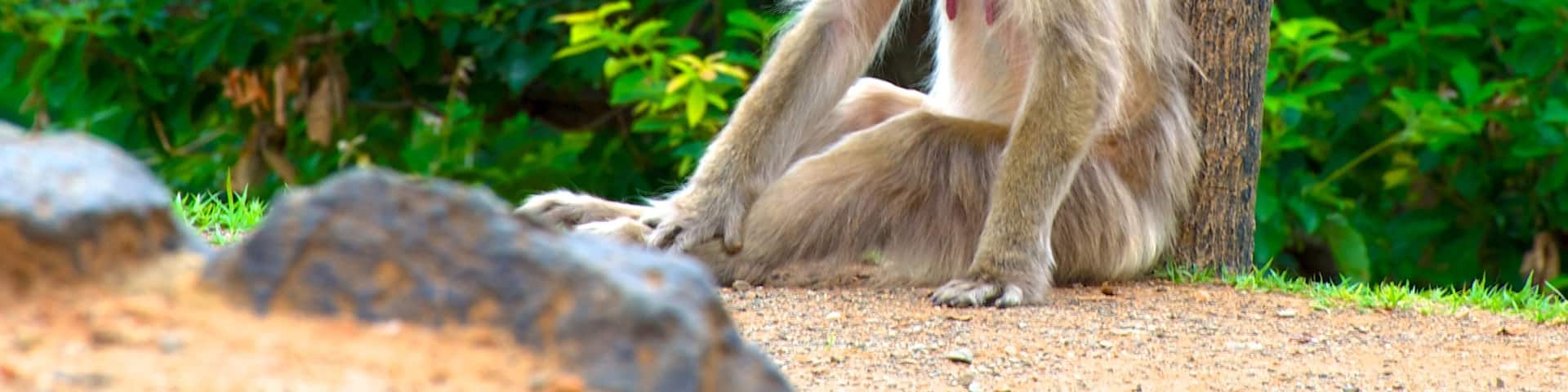 Arashiyama Monkey Park which includes zoo animals and animals