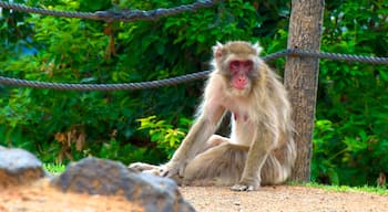 Arashiyama Monkey Park bevat dierentuindieren en dieren