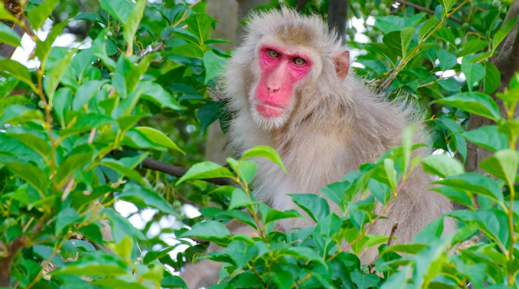 Arashiyama Monkey Park featuring zoo animals and animals