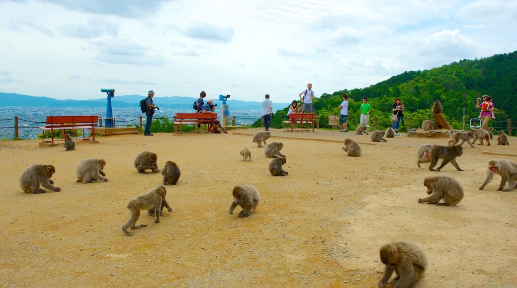 Arashiyama Monkey Park showing a garden, cuddly or friendly animals and zoo animals