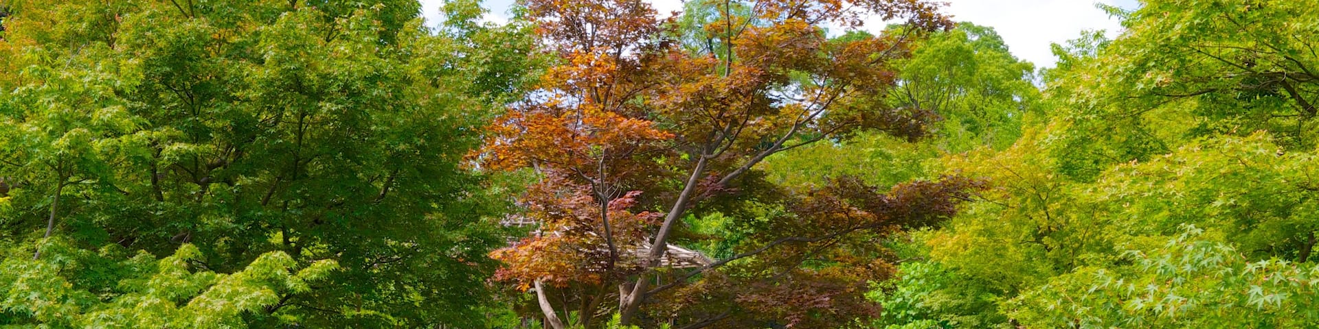 Toji Temple featuring a park and a pond
