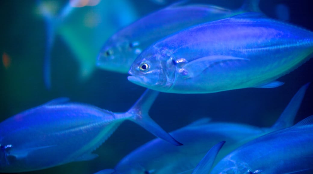 Atlantic City Aquarium which includes marine life