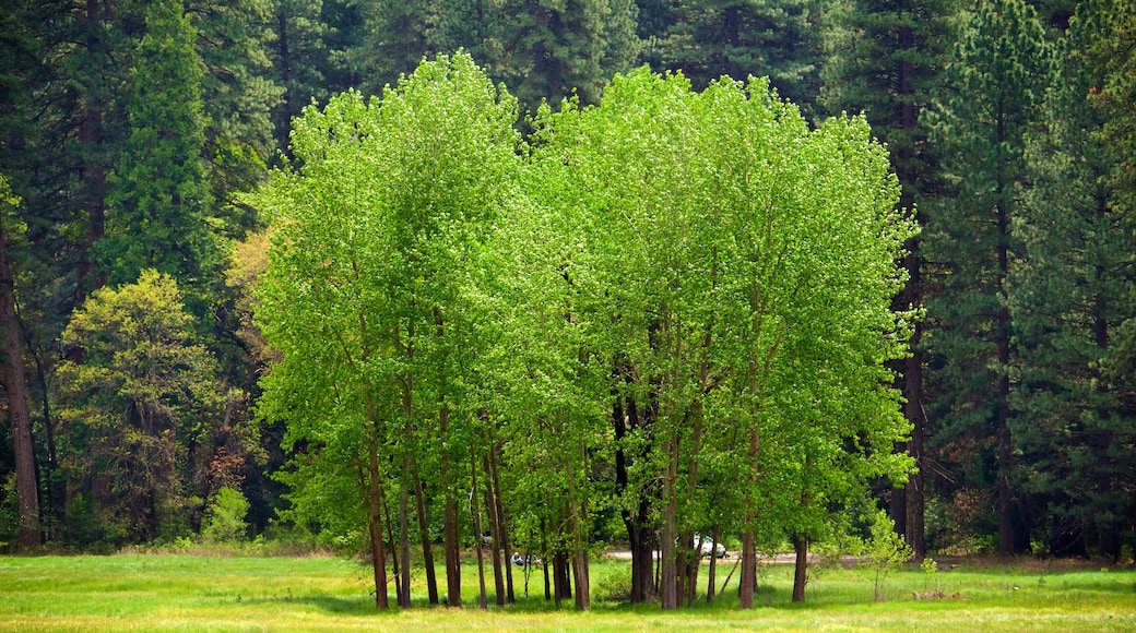 Ahwahnee Meadow featuring a garden