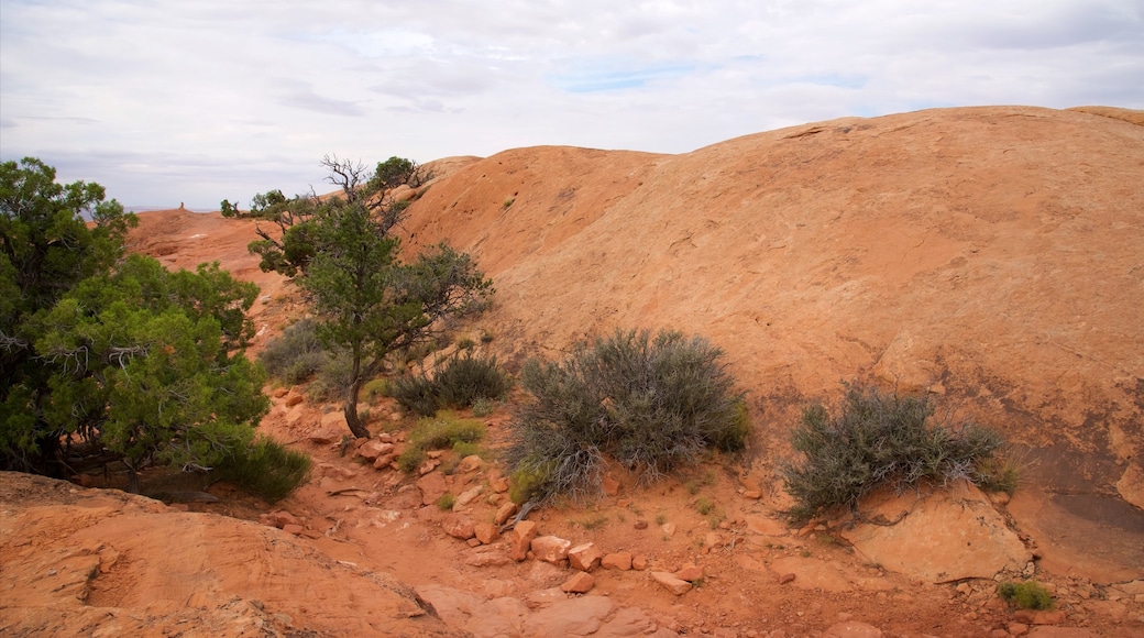 Upheaval Dome featuring desert views