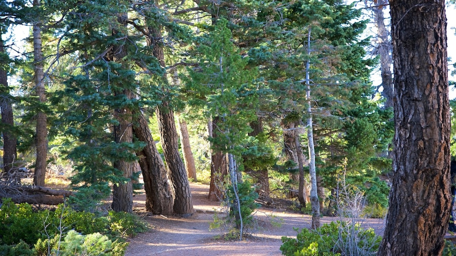 Bristlecone Loop