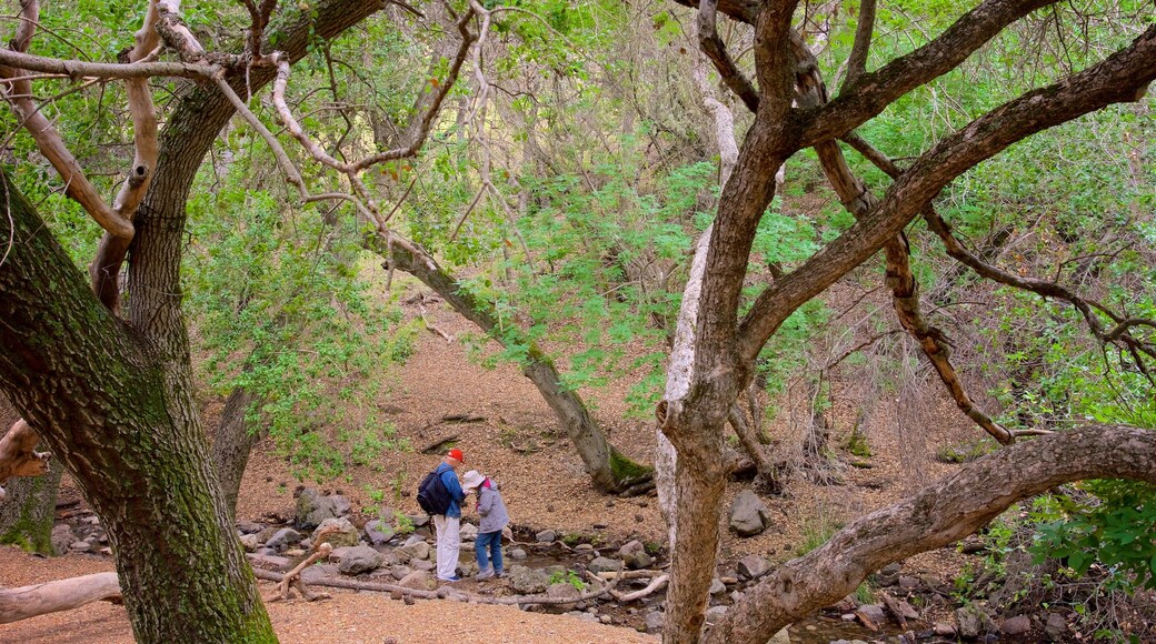 Sendero de Bear Gulch