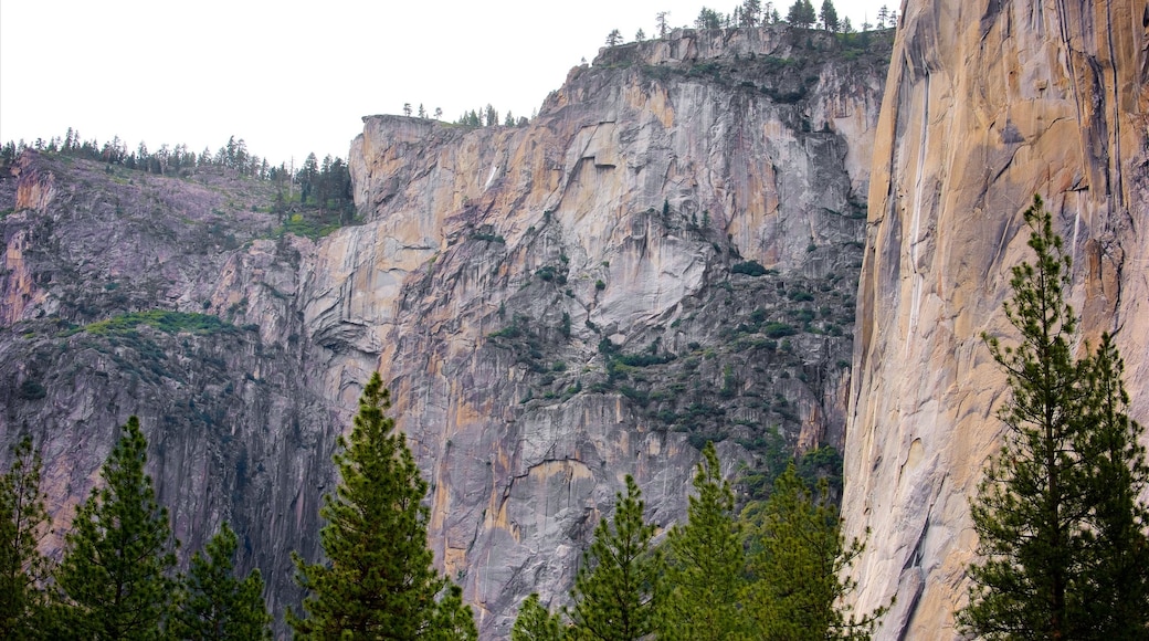 El Capitan Meadow