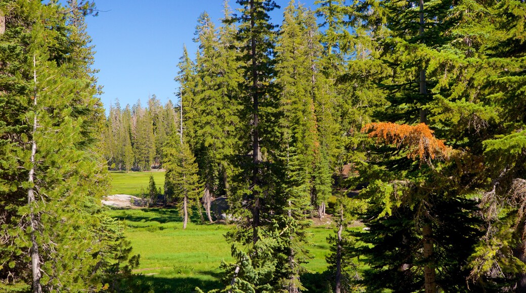 Radura Kings Creek Meadow