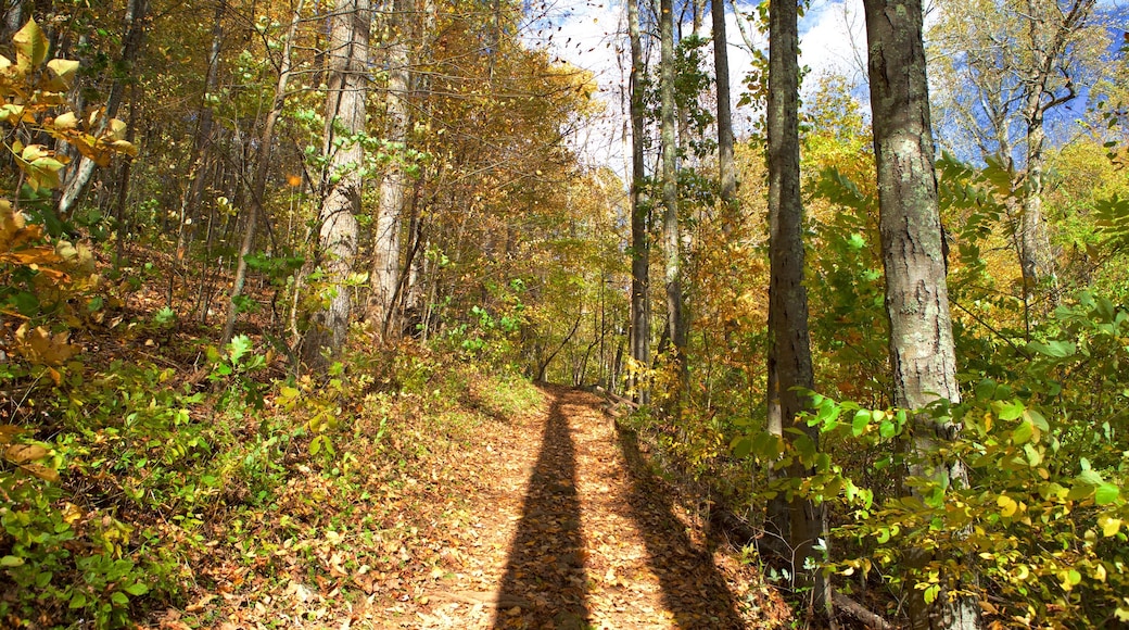 Shenandoah Valley