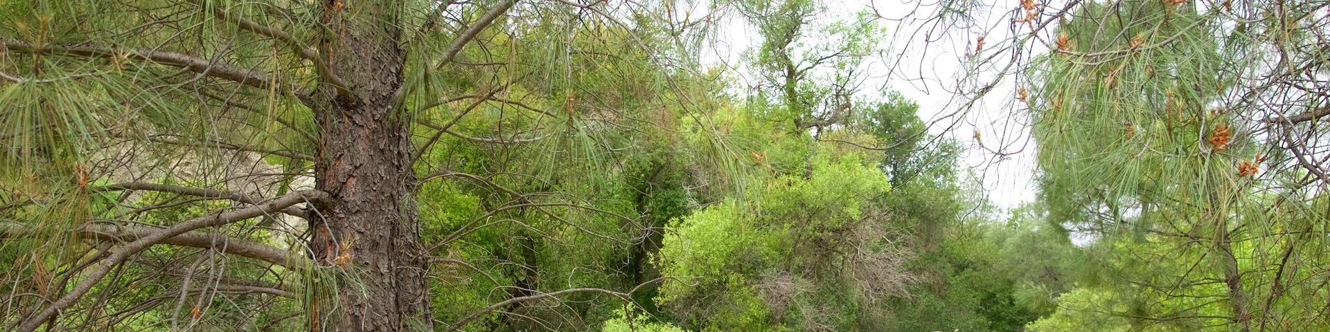 Old Pinnacles Trail