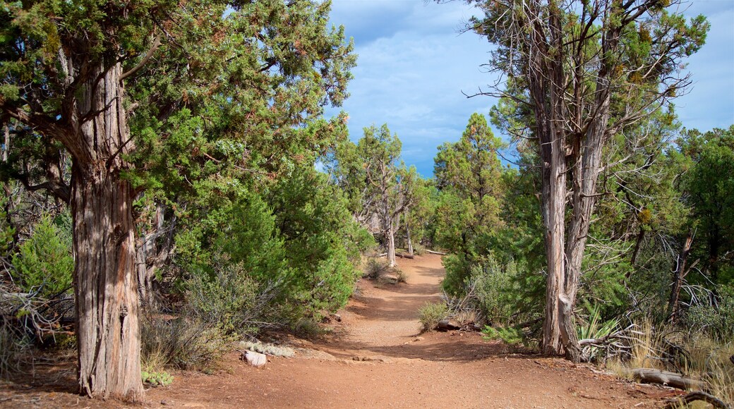 Soda Canyon Overlook Trail