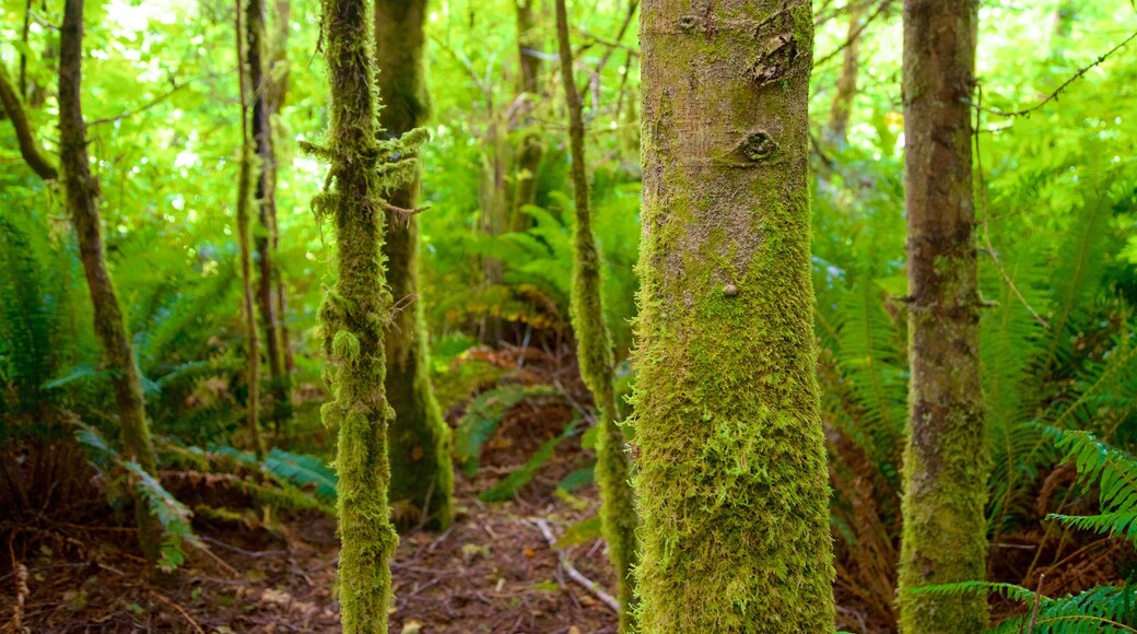 Yurok Loop Trailhead