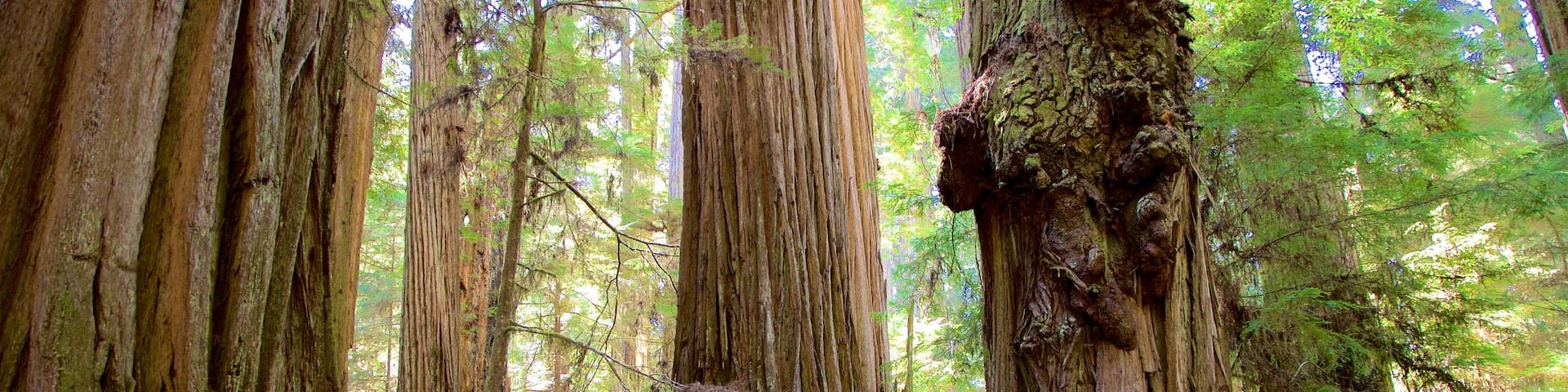 Boy Scout Tree Trail