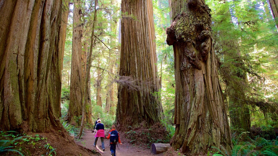 Boy Scout Tree Trail
