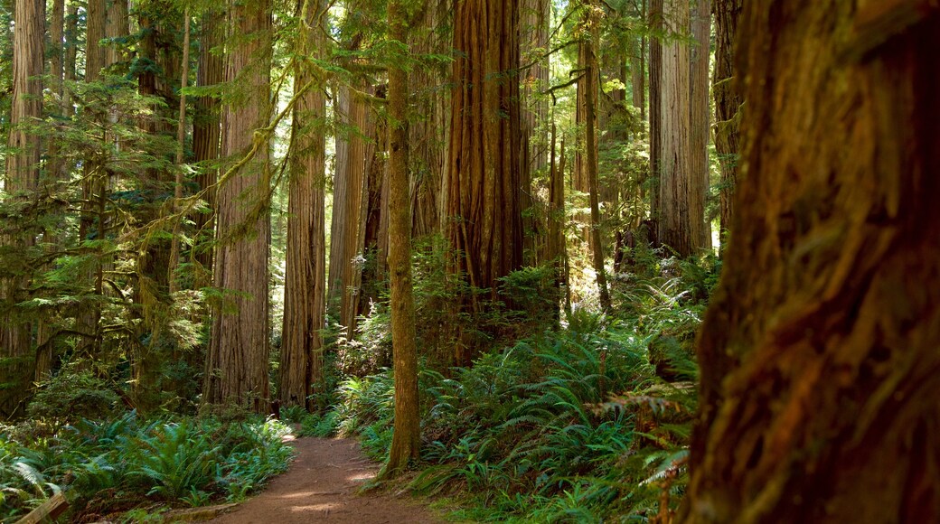 Boy Scout Tree Trail