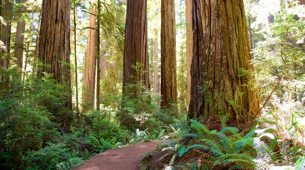 Boy Scout Tree Trail