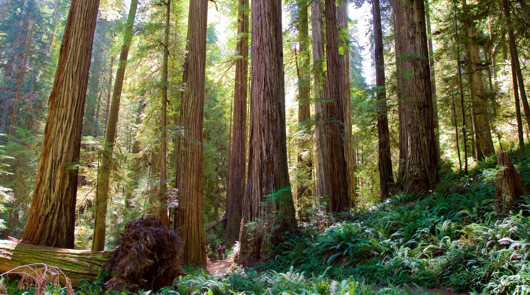 Boy Scout Tree Trail