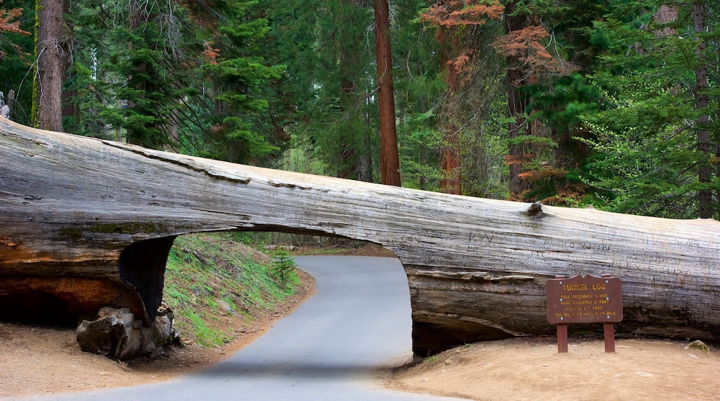 Attraction touristique Tunnel Log