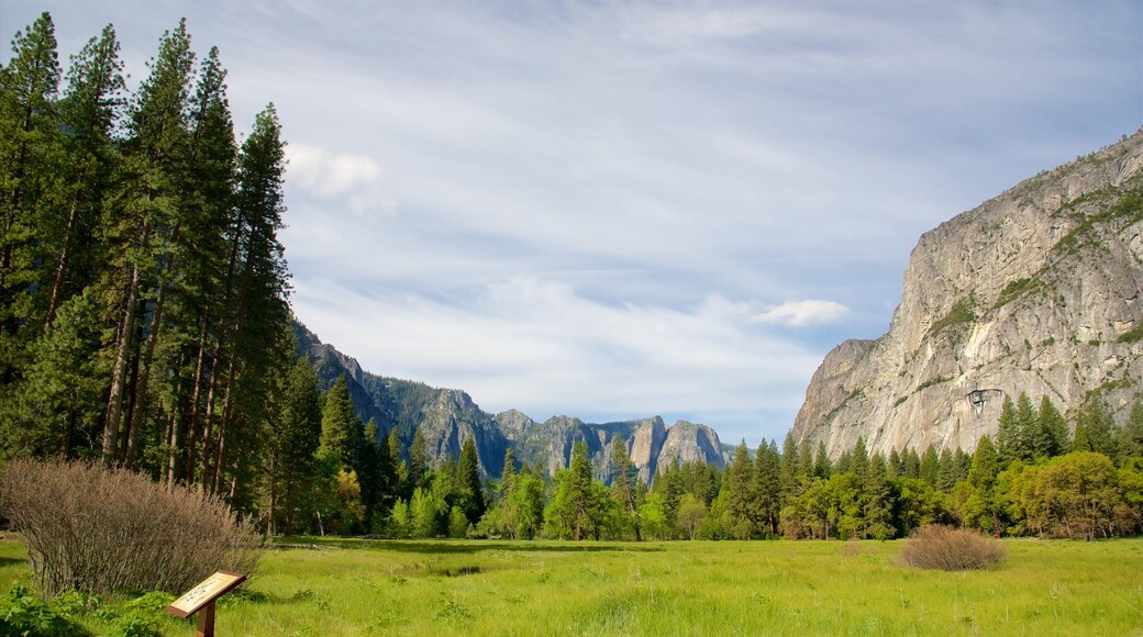 Cook's Meadow