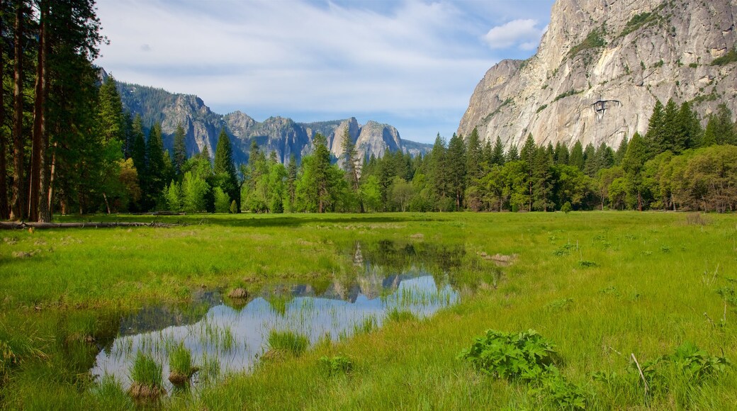 Cook's Meadow