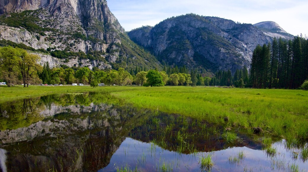 Cook's Meadow