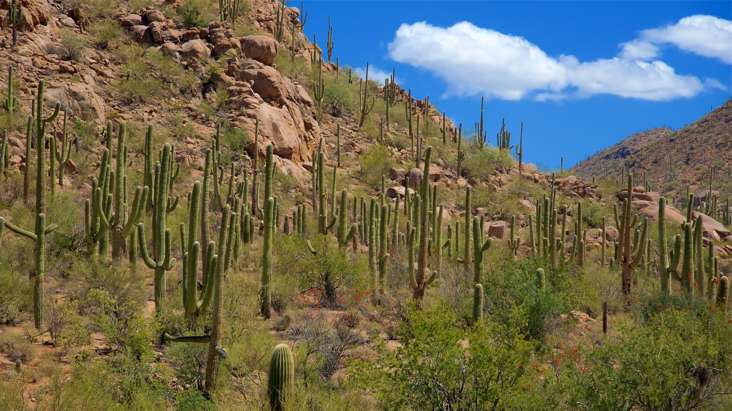 Sus Picnic Area Vacation Rentals house rentals & more Vrbo