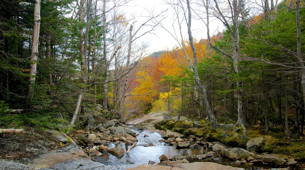 Beaver Pond