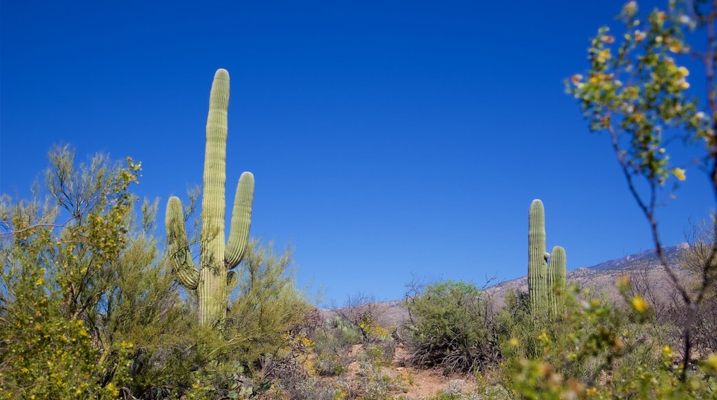 Desert Ecology Trail