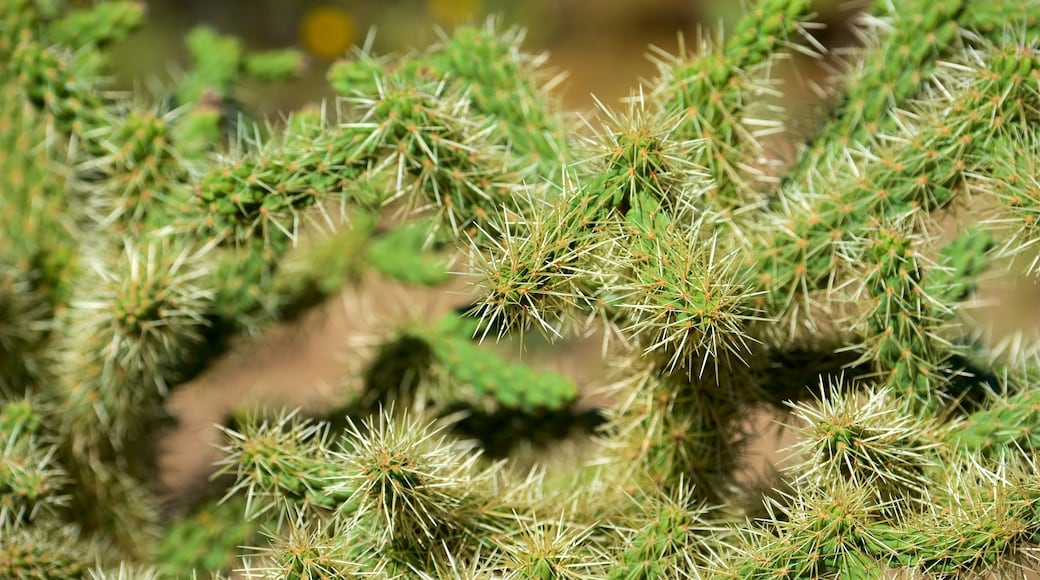 Desert Ecology Trail