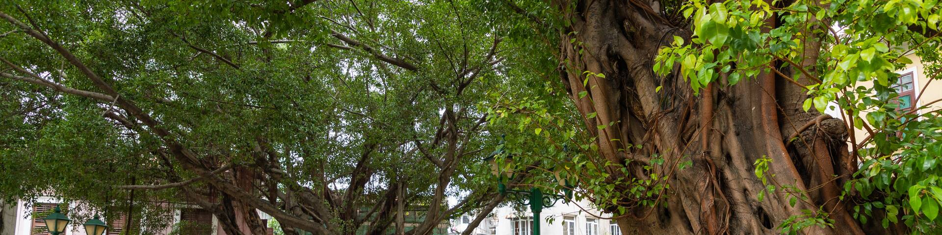 Lilau Square which includes a garden