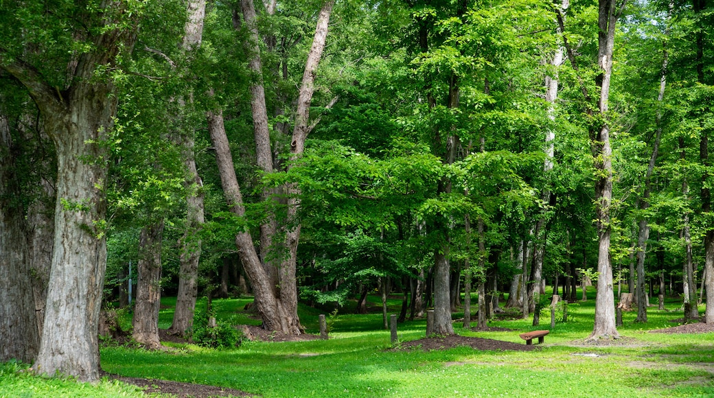 Parque Kaguraoka