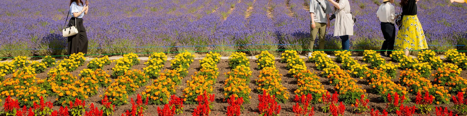 Farm Tomita
