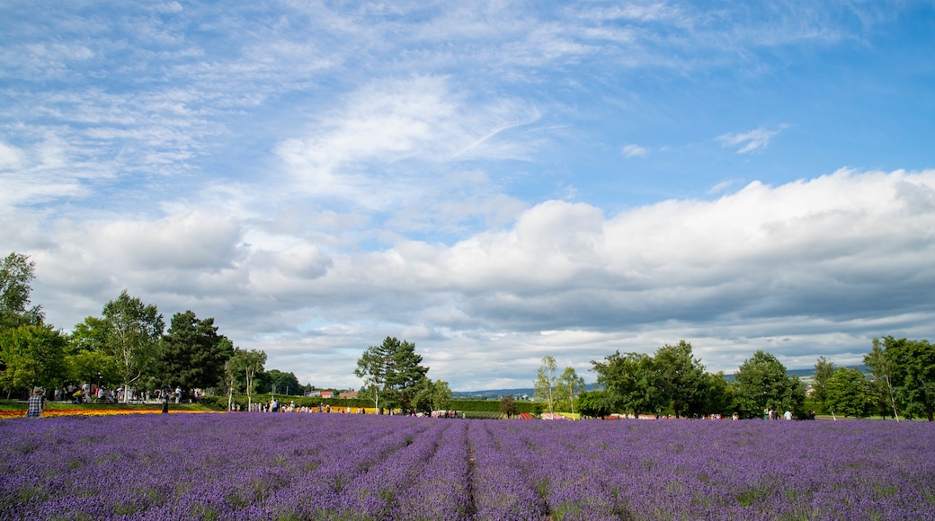 Farm Tomita