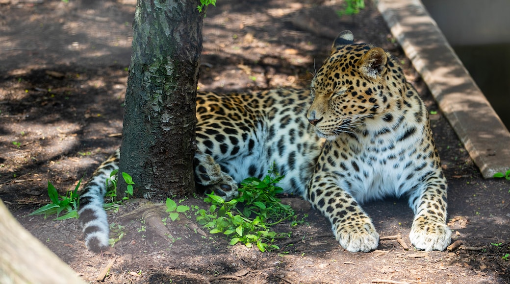 Asahiyamas zoo