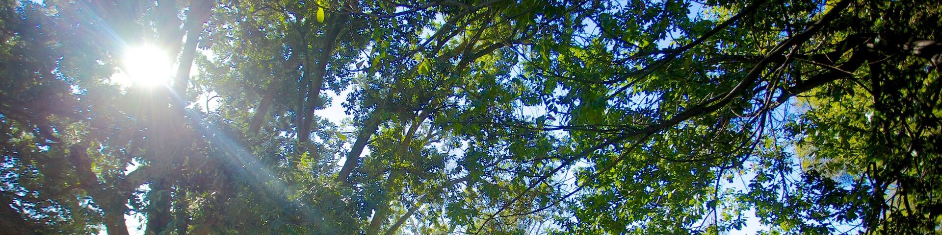 Royal Tasmanian Botanical Gardens showing a park
