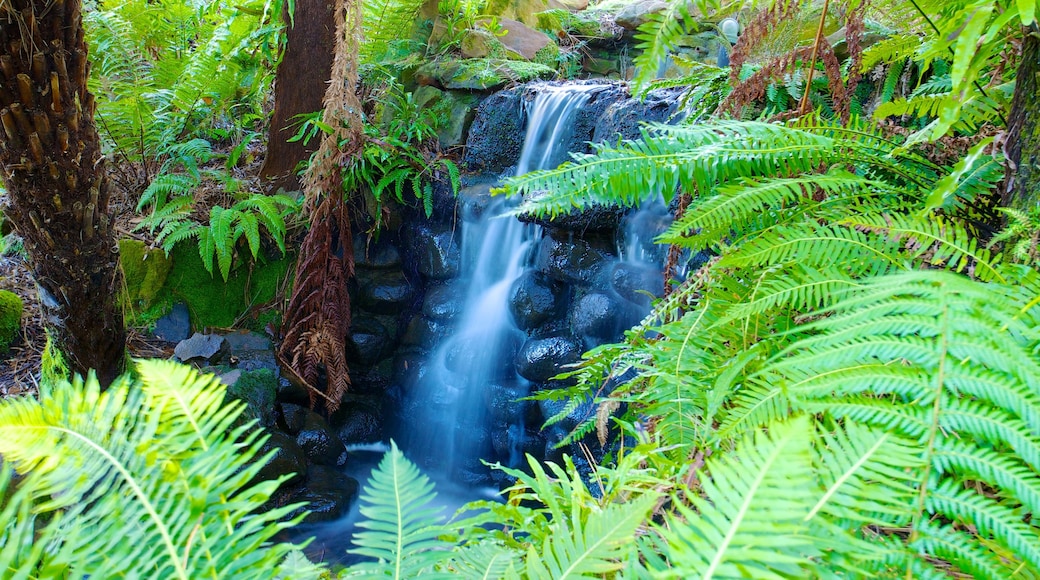 Royal Tasmanian Botanical Gardens che include cascata e foresta pluviale