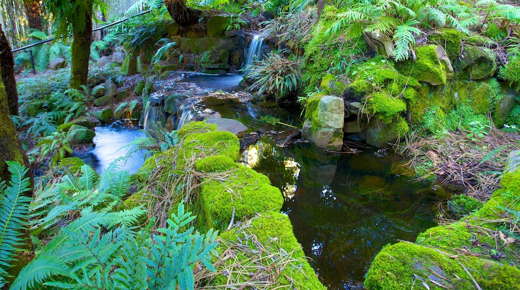 Royal Tasmanian Botanical Gardens which includes a garden, a river or creek and rainforest