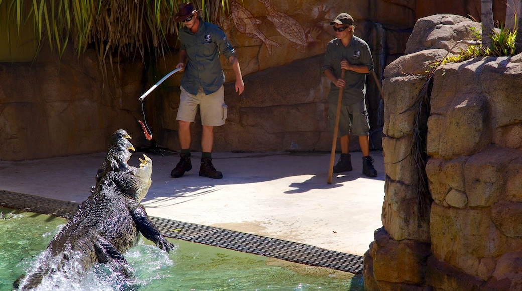 Crocosaurus Cove som inkluderar farliga djur och zoodjur såväl som en liten grupp av människor