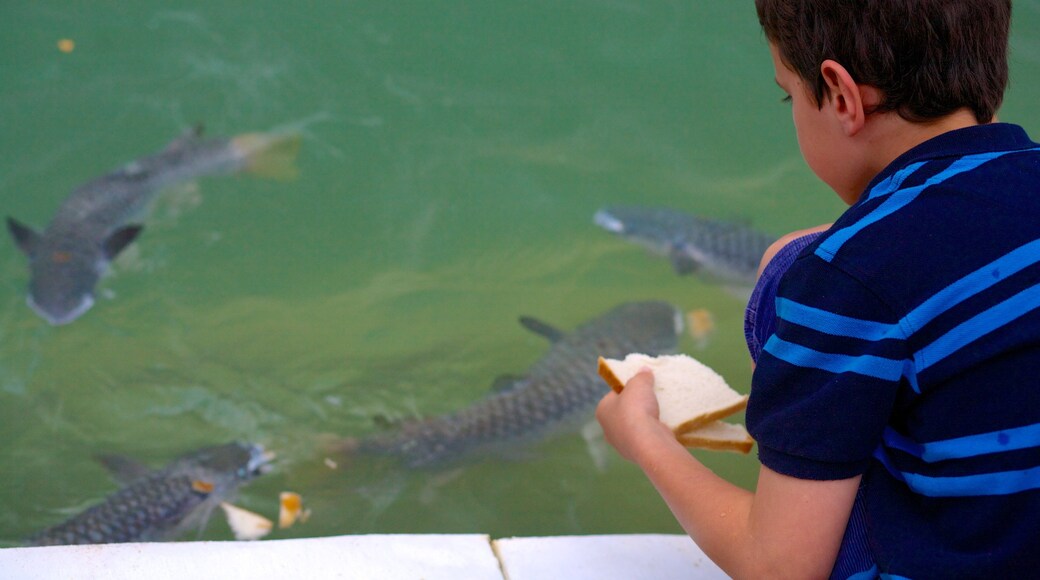 Aquascene featuring marine life and a pond as well as an individual child