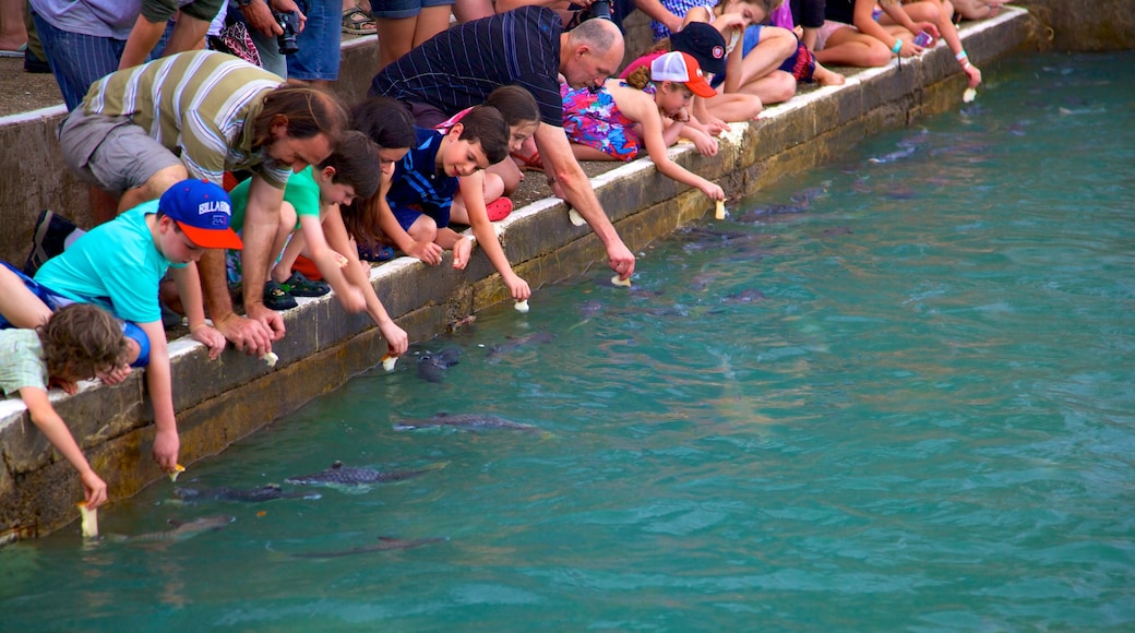 Aquascene che include animali marini e vista della costa cosi come bambini