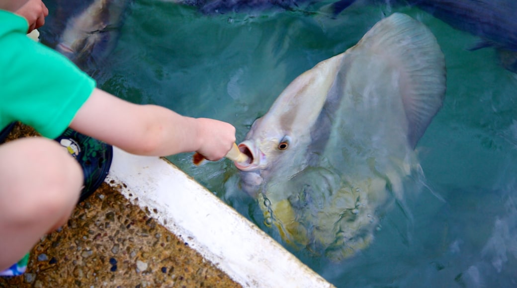 Aquascene showing marine life