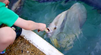 アクアシーン どの含み 海洋生物