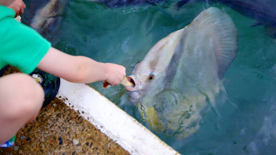 Aquascene featuring marine life