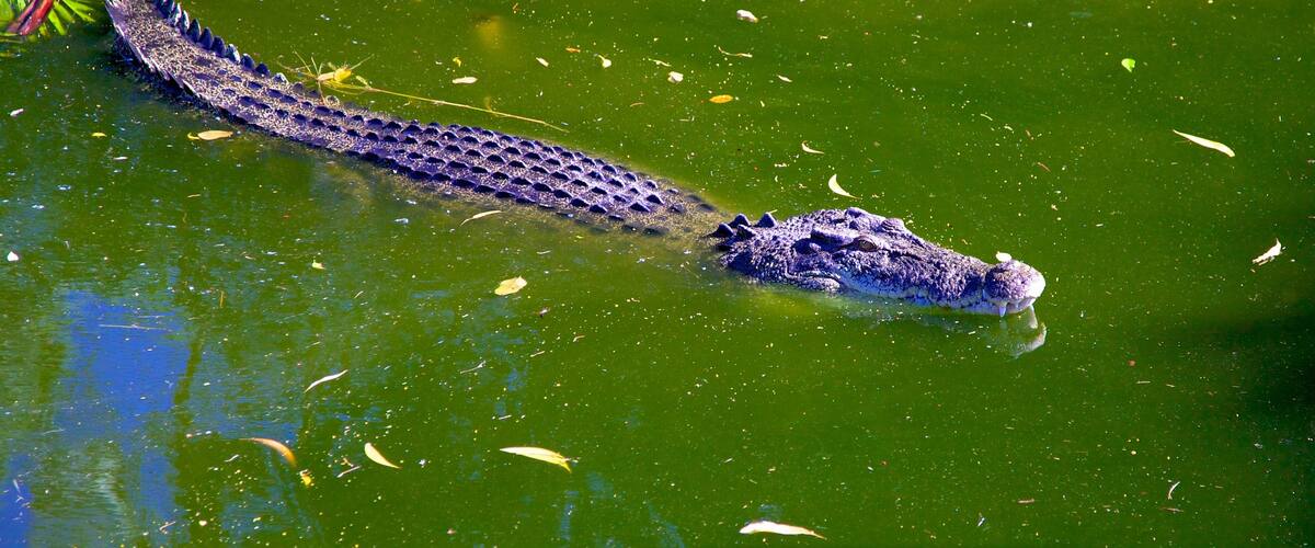 Crocodylus Park showing dangerous animals, a pond and zoo animals