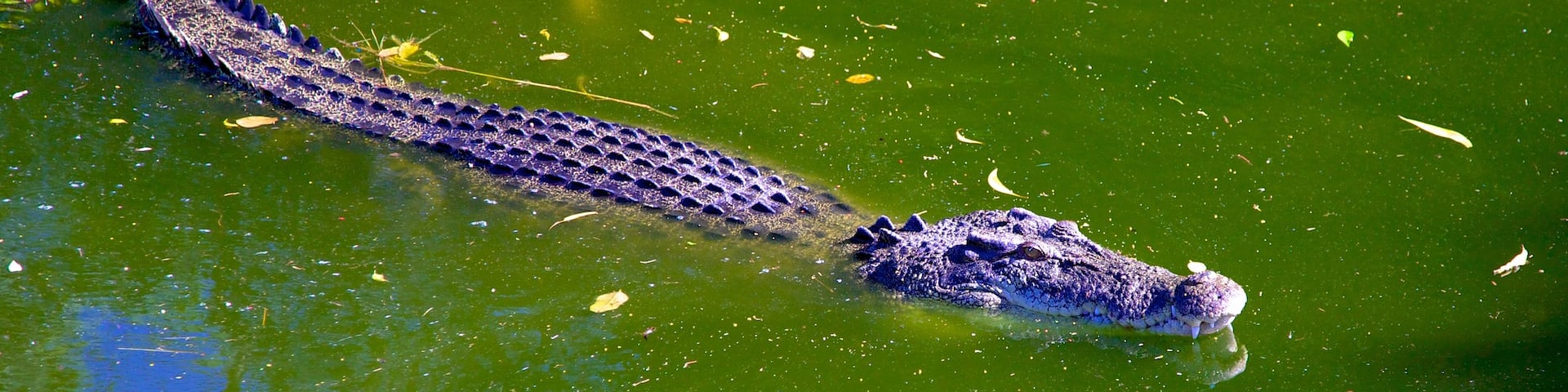 Crocodylus Park showing dangerous animals, a pond and zoo animals
