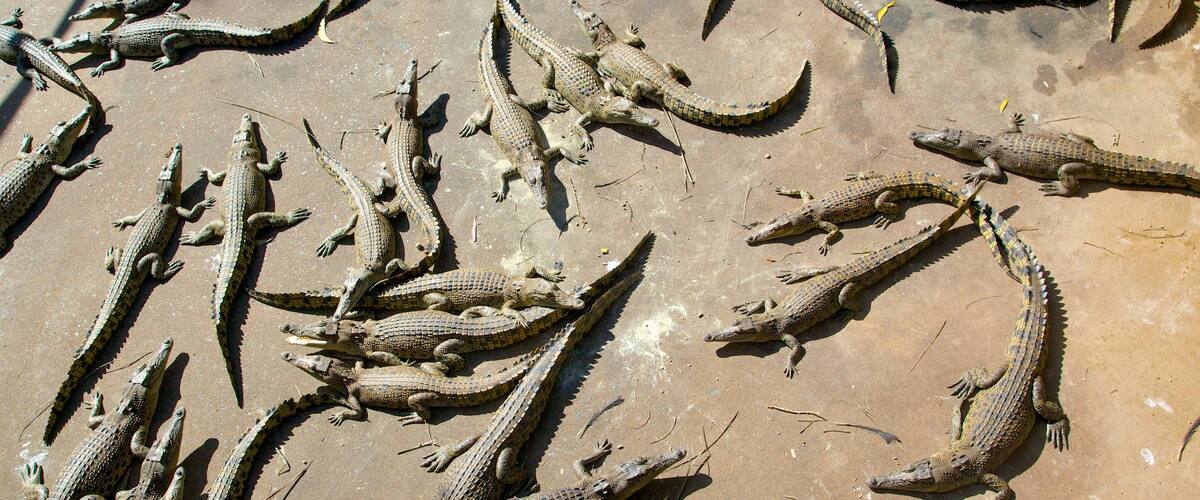 Northern Territory showing zoo animals and dangerous animals