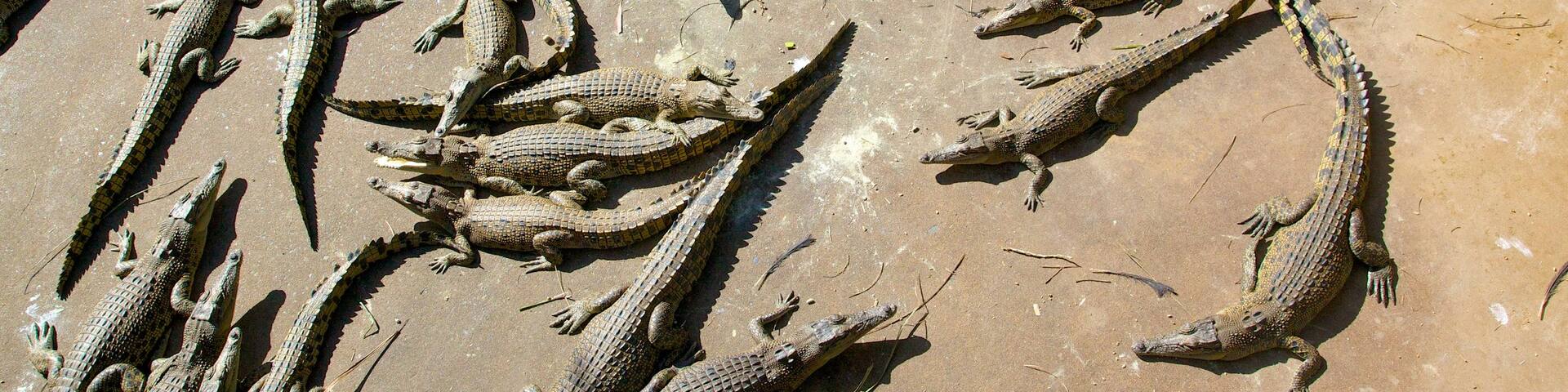 Northern Territory which includes zoo animals and dangerous animals