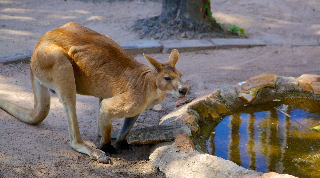 Crocodylus Park showing cuddly or friendly animals, zoo animals and land animals